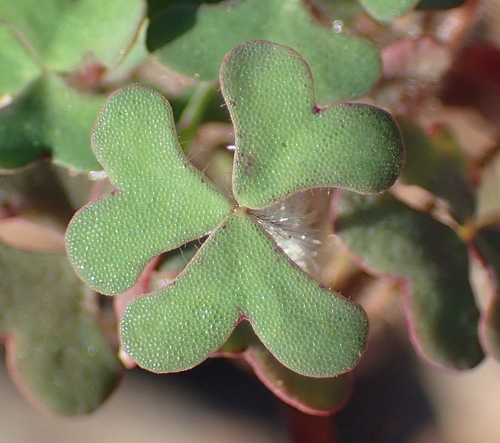Image of Attaquas Sorrel (Oxalis attaquana) by (c) Nicola van Berkel, some rights reserved (CC BY-SA)