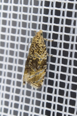 Syricoris