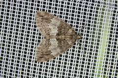 Hydriomena impluviata