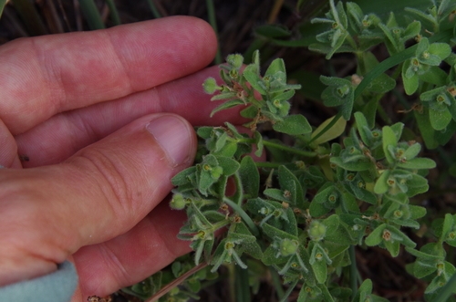 Image of Euphorbia innocua by (c) Eric Knight, some rights reserved (CC BY)