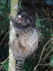 Callithrix penicillata