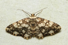 Alcis maculata