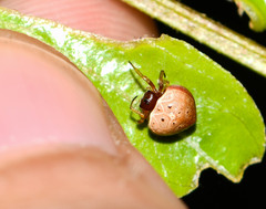 Hypognatha