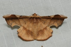 Fascellina albicordis
