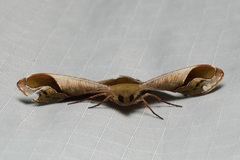 Fascellina albicordis