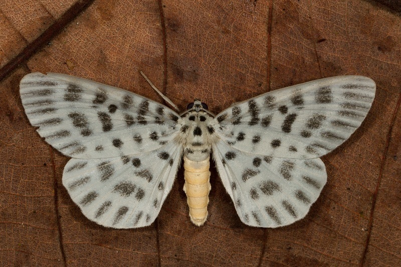 Bracca subfumosa