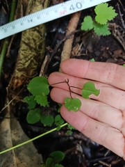 Muehlenbeckia australis