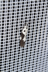 Ethmia quadrillella