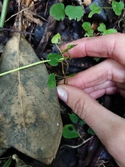 Muehlenbeckia australis