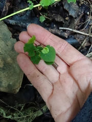 Muehlenbeckia australis