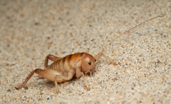 Rhachocnemis validus