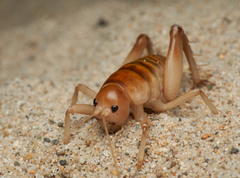 Rhachocnemis validus