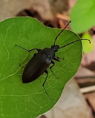 Capnochroa fuliginosa