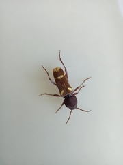 Xylotrechus insignis