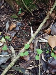 Muehlenbeckia australis