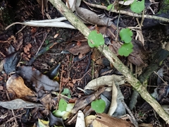 Muehlenbeckia australis