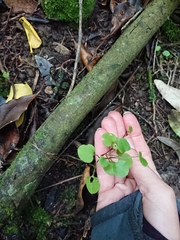 Muehlenbeckia australis