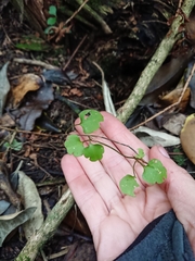 Muehlenbeckia australis