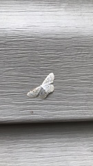 Idaea tacturata