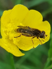 Anasimyia contracta