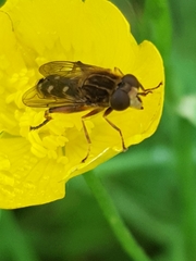 Anasimyia contracta