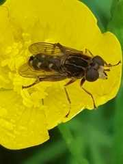 Anasimyia contracta