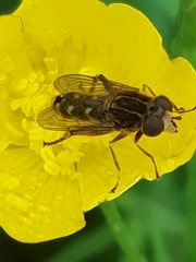 Anasimyia contracta