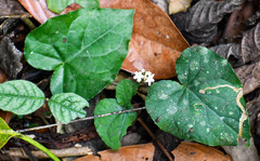 Geophila