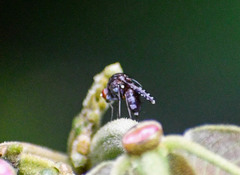 Curtonotum trypetipenne