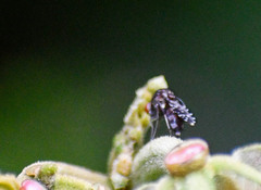 Curtonotum trypetipenne