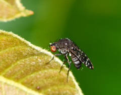 Curtonotum trypetipenne