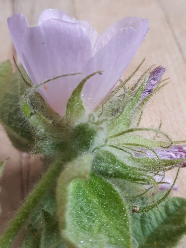 Santa Lucia Bushmallow