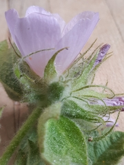 Malacothamnus lucianus