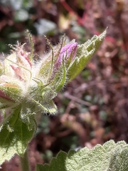 Malacothamnus lucianus