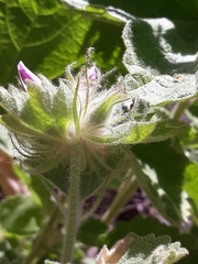 Malacothamnus lucianus