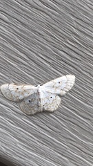 Idaea tacturata