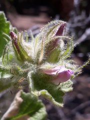 Malacothamnus lucianus