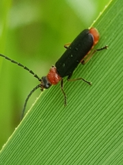 Silis ruficollis