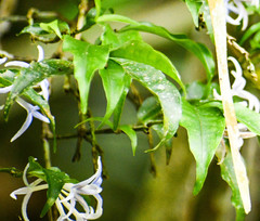 Faramea quinqueflora