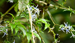 Faramea quinqueflora
