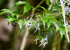 Faramea quinqueflora