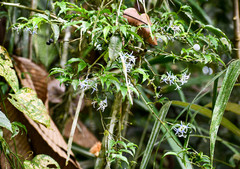 Faramea quinqueflora