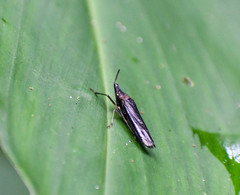 Raphirhinus phosphoreus