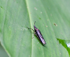 Raphirhinus phosphoreus