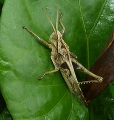 Xyleus discoideus angulatus