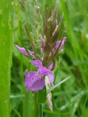 Dactylorhiza praetermissa