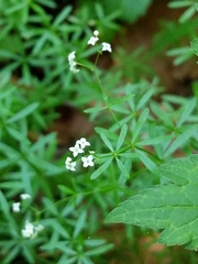 Galium concinnum