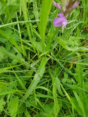 Dactylorhiza praetermissa