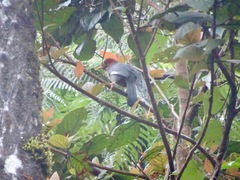 Pterorhinus treacheri