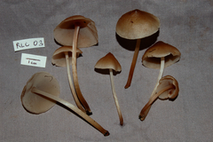 Filoboletus